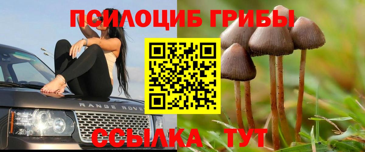 Псилоцибиновые грибы Psilocybe Кропоткин